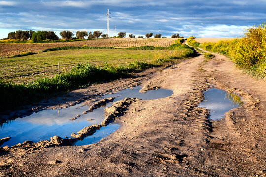 Charcos en el camino del olivar
