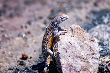 lizard in the Atacama salt flat, Chile