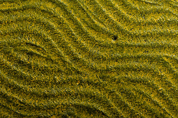  background with wavy texture in black and yellow color