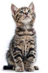 Obraz premium Cute American Shorthair Tabby Cat cute pose sitting raising one hand paw isolated on white background 