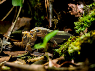 虫を食べるニホントカゲ
