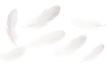 Dance of the Whispering Feathers on Transparent PNG Background...