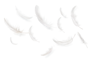 Ethereal Dance of White Feathers on Transparent PNG Background...
