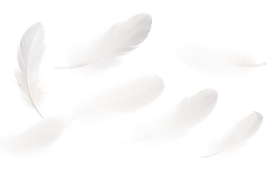 Dance of the Whispering Feathers on Transparent PNG Background...