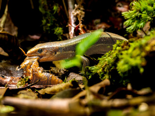 虫を食べるニホントカゲ