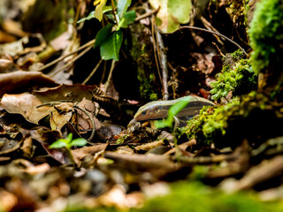 虫を食べるニホントカゲ