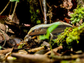 虫を食べるニホントカゲ