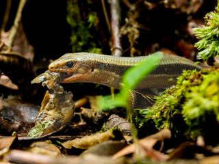 虫を食べるニホントカゲ