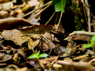 虫を食べるニホントカゲ