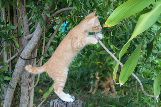 Cats play in the front yard.