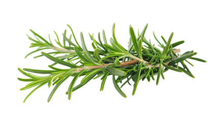 Fototapeta premium Ethereal Essence: A Sprig of Rosemary Dancing on a Blank Canvas