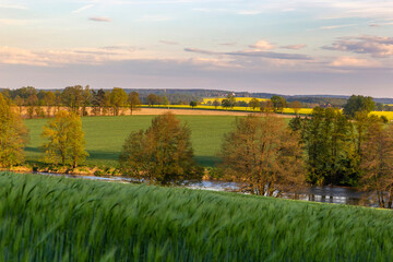 Green rye field and rural landscape on the sunset time.