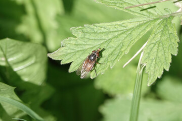 Rhingia campestris, a snout hoverfly