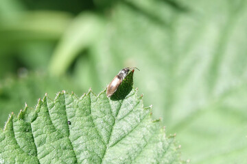 A Click Beetle (Athous) on a leaf