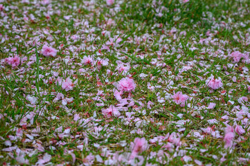 Naklejka premium 八重桜