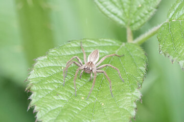 Nursery Web Spider (Pisaura mirabilis)