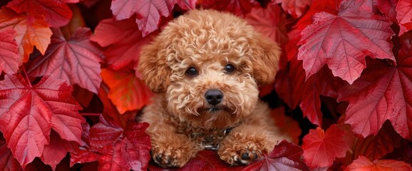 Amidst The Rich Colors Of Autumn, A Toy Poodle Explores, Its Curly Fur Blending Harmoniously With...