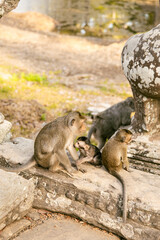 A mother monkey with two of her infants on the steps of Bayon Temple inside Angkor Wat in Siem reap, Cambodia