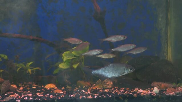 Young bream and roach swims in the aquarium. Freshwater river fish in an aquarium. Selective focus