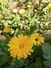 yellow flowers in the garden, calendula, Viele Ringelblumen