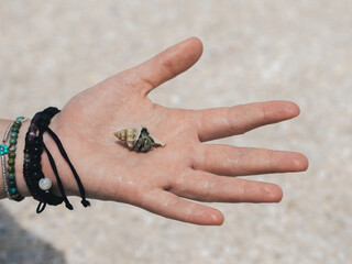 Person Holding a Hermit Crab on its Shell in Hand on the Beach