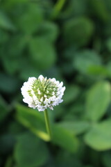 クローバー、しろつめくさの白い花