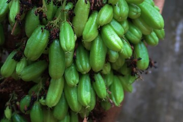 Averrhoa bilimbi or Irumban puli is a local fruit in South India Asia which has high oxalic acid content