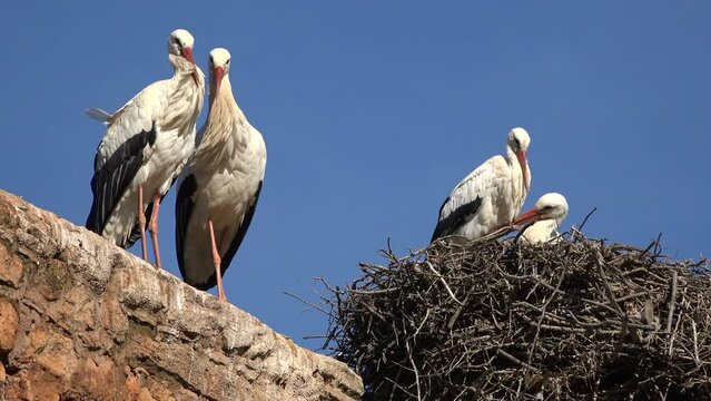 Stork couples flirting in a nest in Morocco
