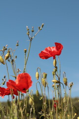 Fototapeta premium coquelicots