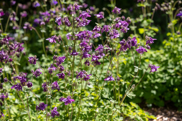 Purple bluebell flowers on a background of plants