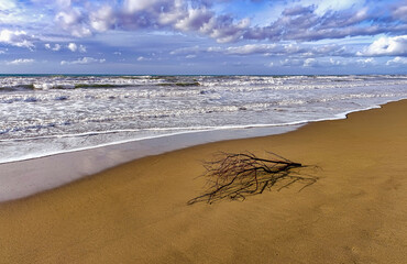 Seascape with timber beached on the beach of Marina di Castagneto Carducci Tuscany Italy