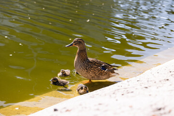 Mother duck with ducklings in the pond