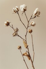 Dry cotton twig, beige background.