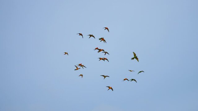 Small bird sun conures yellow green and orange color parrot bird  flying show in the park