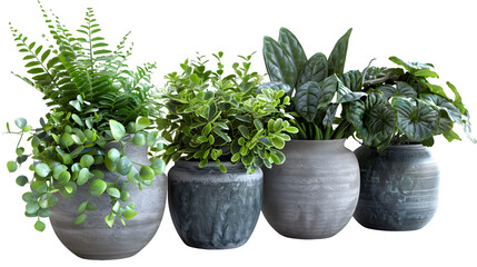 Obraz premium Plant in a pot isolated on a transparent background, PNG, Ai