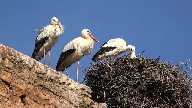 Nest of migratory storks residing in the Chellah ruins in Rabat, Morocco
