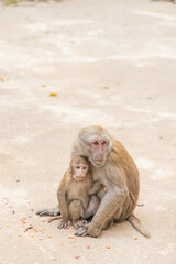 Monkey mom and child