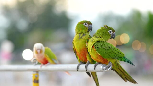 Green-cheeked conures parrot bird standing relax on the log.