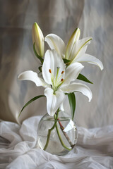 White lily flower in a glass vase. Classical still life.