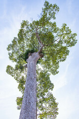 Fototapeta premium a towering tree inside Wat Chedi Luang in Chiang Mai, Thailand