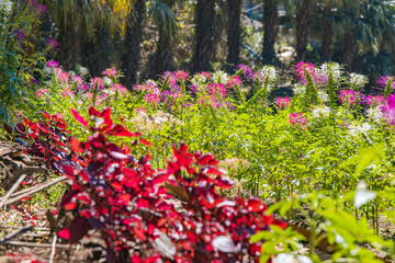 a flower garden on a sunny day