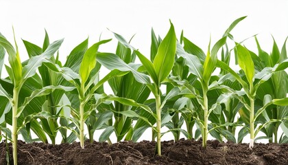 corn plants growing over isolated transparent background