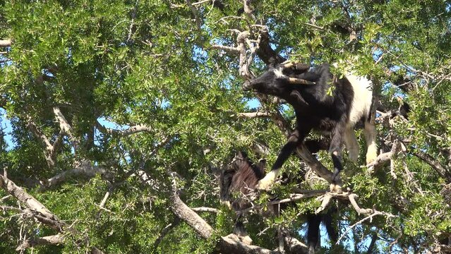 Goats eat leaves and argan nuts from a tree in rural Morocco
