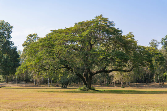 rain tree or monkeypod tree in Thailand
