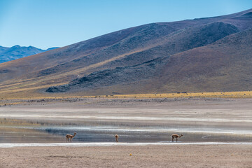 desert landscape of the highlands of Chile