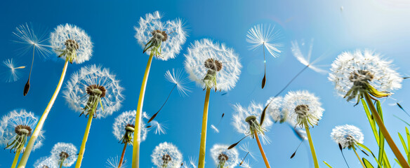 Close-up of dandelions releasing seeds into blue sky