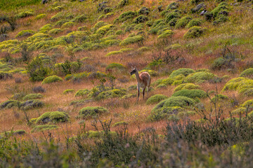 Alpacas in Torres del Paine National Park, in Chilean Patagonia