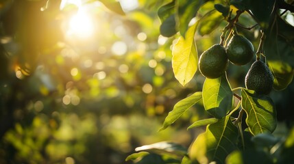 Angle View of Sun Kissed Avocados Dangling on Trees in a Lush Orchard