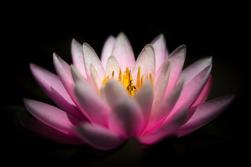 Seerose © Alexander