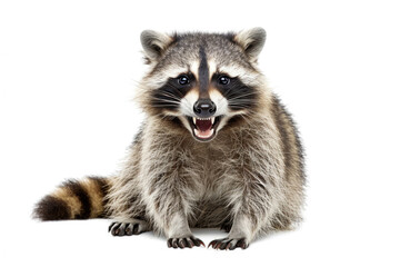 A raccoon grinning widely, showing teeth, isolated on a white background